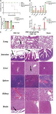Transcriptome and metabolome analysis reveals PRV XJ delgE/gI/TK protects intracranially infected mice from death by regulating the inflammation